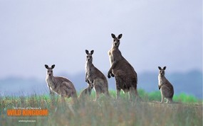  kangaroos 袋鼠桌面壁纸 Wild Kingdom 野生动物王国高清壁纸 动物壁纸