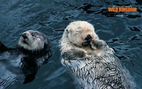  otters 水獭桌面壁纸 Wild Kingdom 野生动物王国高清壁纸 动物壁纸