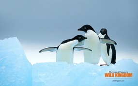  penguins 企鹅桌面壁纸 Wild Kingdom 野生动物王国高清壁纸 动物壁纸
