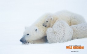  polarbears 北极熊桌面壁纸 Wild Kingdom 野生动物王国高清壁纸 动物壁纸