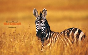  zebra 斑马桌面壁纸 Wild Kingdom 野生动物王国高清壁纸 动物壁纸