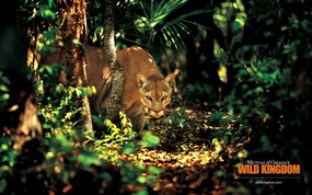  puma 美洲狮桌面壁纸 Wild Kingdom 野生动物王国高清壁纸 动物壁纸