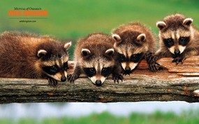  racoons 浣熊桌面壁纸 Wild Kingdom 野生动物王国高清壁纸 动物壁纸