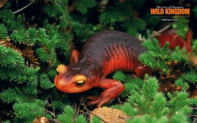  salamander 火蜥蜴桌面壁纸 Wild Kingdom 野生动物王国高清壁纸 动物壁纸