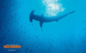  shark 鲨鱼桌面壁纸 Wild Kingdom 野生动物王国高清壁纸 动物壁纸