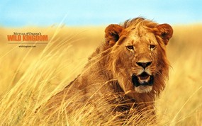  lion 狮子桌面壁纸 Wild Kingdom 野生动物王国高清壁纸 动物壁纸