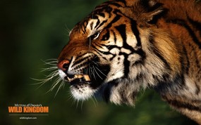  tiger 老虎桌面壁纸 Wild Kingdom 野生动物王国高清壁纸 动物壁纸