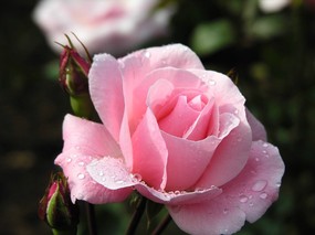鲜花写真 露珠蔷薇 鲜花写真-露珠蔷薇 动物壁纸