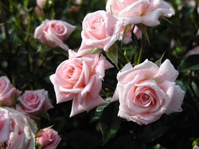 鲜花写真 露珠蔷薇 鲜花写真-露珠蔷薇 动物壁纸