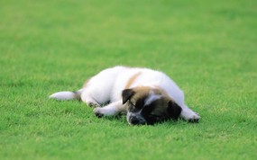  可爱小狗狗壁纸 可爱小狗狗壁纸 公园里的午睡 小狗狗的郊游 动物壁纸