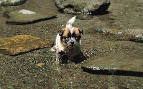  可爱小狗狗壁纸 可爱小狗狗壁纸 在池塘玩水 小狗狗的郊游 动物壁纸