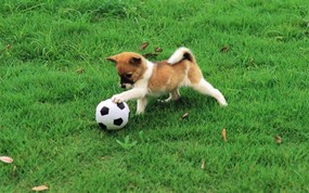  可爱小狗狗壁纸 可爱小狗狗壁纸 狗狗玩足球 小狗狗的郊游 动物壁纸