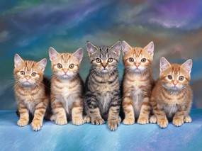 小猫写真3 动物壁纸