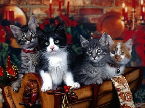 小猫写真4 动物壁纸