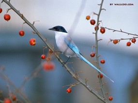  小鸟壁纸 Desktop wallpaper of Bird Photography 小鸟摄影主题(一) 动物壁纸