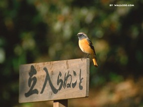  黄昏的小鸟壁纸 Desktop wallpaper of Bird Photography 小鸟摄影主题(一) 动物壁纸
