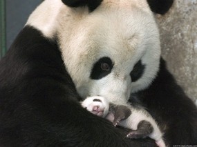 熊猫壁纸 动物壁纸