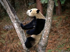 熊猫壁纸 壁纸9 熊猫壁纸 动物壁纸