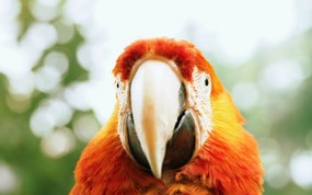  好奇 可爱鹦鹉图片 Fancy Parrot 野生鸟类摄影 动物壁纸