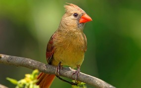  主红雀 可爱小鸟图片 野生鸟类摄影 动物壁纸