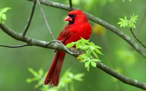  北美主红雀 红色小鸟图片 野生鸟类摄影 动物壁纸