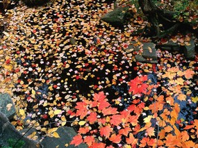 斑斓秋天壁纸 壁纸12 斑斓秋天壁纸 风景壁纸