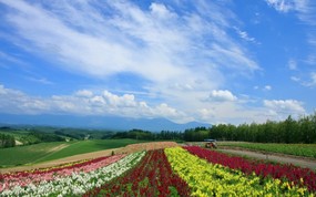 北海道 富良野与美瑛田园 草原摄影壁纸 壁纸16 北海道：富良野与美瑛 风景壁纸