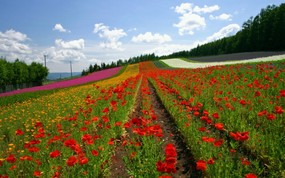 北海道 富良野与美瑛田园 草原摄影壁纸 壁纸18 北海道：富良野与美瑛 风景壁纸