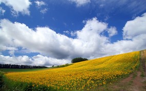 北海道 富良野与美瑛田园 草原摄影壁纸 壁纸28 北海道：富良野与美瑛 风景壁纸