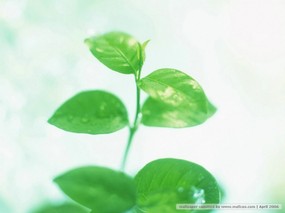 春季主题 枝头嫩叶 春天嫩绿色的叶子图片 Desktop wallpaper of Green Leaves 春季主题枝头嫩叶 风景壁纸