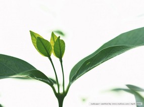 春季主题 枝头嫩叶 春天嫩绿色的叶子图片 Desktop wallpaper of Green Leaves 春季主题枝头嫩叶 风景壁纸