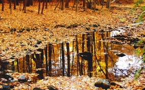 地球瑰宝 大尺寸自然风景壁纸精选 第六辑 Forest Reflections After an Autumn Rain Indiana 印第安那州 秋雨过后的森林图片壁纸 地球瑰宝大尺寸自然风景壁纸精选 第六辑 风景壁纸