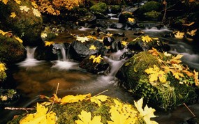 田纳西州 大雾山国家公园的秋色壁纸 地球瑰宝大尺寸自然风景壁纸精选 第六辑 风景壁纸