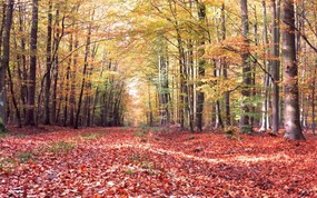 秋天 落叶覆盖的小径壁纸 地球瑰宝大尺寸自然风景壁纸精选 第六辑 风景壁纸