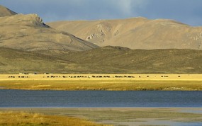西藏拉萨 放牧中的牦牛壁纸 地球瑰宝大尺寸自然风景壁纸精选 第六辑 风景壁纸