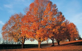 肯塔基州 秋季红叶壁纸 地球瑰宝大尺寸自然风景壁纸精选 第六辑 风景壁纸
