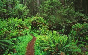 地球瑰宝 大尺寸自然风景壁纸精选 第三辑 Trail Through Sword Ferns and Redwoods Redwood National Park California 加利福尼亚 红杉树国家公园图片壁纸 地球瑰宝大尺寸自然风景壁纸精选 第三辑 风景壁纸