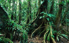 地球瑰宝 大尺寸自然风景壁纸精选 第三辑 Rainforest Belize 伯利兹雨林图片壁纸 地球瑰宝大尺寸自然风景壁纸精选 第三辑 风景壁纸