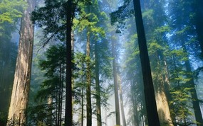 地球瑰宝 大尺寸自然风景壁纸精选 第四辑 Coastal Redwoods Northern California 北加州 海岸红杉图片壁纸 地球瑰宝大尺寸自然风景壁纸精选 第四辑 风景壁纸