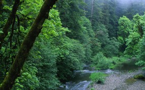 地球瑰宝 大尺寸自然风景壁纸精选 第四辑 Misty Woods California 加州 薄雾中的森林图片壁纸 地球瑰宝大尺寸自然风景壁纸精选 第四辑 风景壁纸