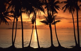 地球瑰宝 大尺寸自然风景壁纸精选 第四辑 Swaying Palms at Sunset Micronesia 密克罗尼西亚 日落棕榈树图片壁纸 地球瑰宝大尺寸自然风景壁纸精选 第四辑 风景壁纸