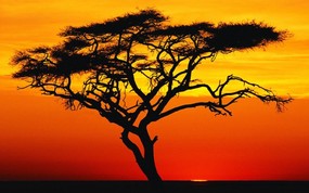 非洲 日落下的相思树壁纸 地球瑰宝大尺寸自然风景壁纸精选 第四辑 风景壁纸