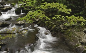 地球瑰宝 大尺寸自然风景壁纸精选 第一辑 Stream Great Smoky Mountains National Park Tennessee 田纳西州 大烟山国家公园图片壁纸 地球瑰宝大尺寸自然风景壁纸精选 第一辑 风景壁纸