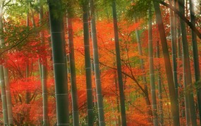 地球瑰宝 大尺寸自然风景壁纸精选 第一辑 Bamboo Forest Arashiyama Park Kyoto Japan 日本京都 岚山公园竹林图片壁纸 地球瑰宝大尺寸自然风景壁纸精选 第一辑 风景壁纸