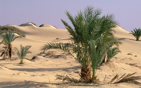 地球瑰宝 大尺寸自然风景壁纸精选 第二辑 Oasis Dakhia Sahara Desert Egypt 埃及 撒哈拉沙漠的绿洲图片壁纸 地球瑰宝大尺寸自然风景壁纸精选 二 风景壁纸