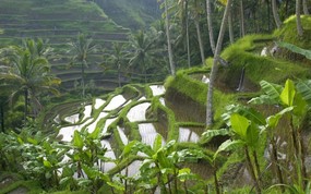 地球瑰宝 大尺寸自然风景壁纸精选 第二辑 Terraced Rice Paddy Ubud Area Bali Indonesia 印尼巴厘岛 乌布梯田图片壁纸 地球瑰宝大尺寸自然风景壁纸精选 二 风景壁纸
