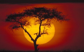 地球瑰宝 大尺寸自然风景壁纸精选 第二辑 Acacia Tree Over the Savannah Kenya 肯尼亚大草原 金合欢树图片壁纸 地球瑰宝大尺寸自然风景壁纸精选 二 风景壁纸
