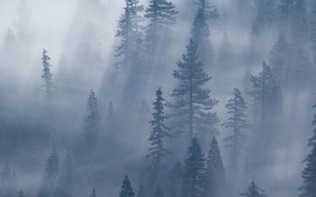地球瑰宝 大尺寸自然风景壁纸精选 第八辑 Foggy Forest 迷雾森林图片壁纸 地球瑰宝自然风景精选 第八辑 风景壁纸
