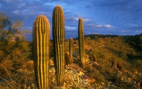 地球瑰宝 大尺寸自然风景壁纸精选 第八辑 Saguaro Cacti South Mountain Park Phoenix Arizona 亚利桑那州 南山公园仙人掌图片壁纸 地球瑰宝自然风景精选 第八辑 风景壁纸