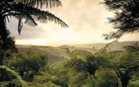 地球瑰宝 大尺寸自然风景壁纸精选 第八辑 Lush Forest North Island New Zealand 新西兰 南岛森林图片壁纸 地球瑰宝自然风景精选 第八辑 风景壁纸